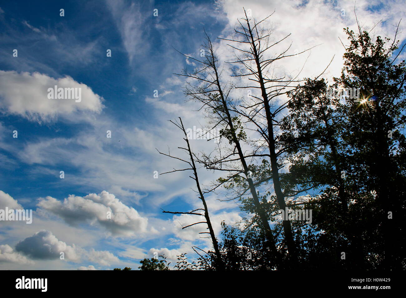 silhouette of trees in a blue sky on a summer day Stock Photo - Alamy