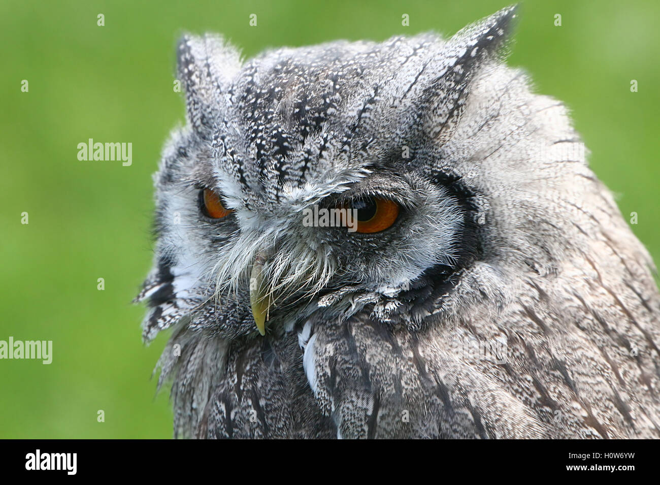 Portrait of an African Northern white faced Owl  (Ptilopsis leucotis, Otus leucotis) Stock Photo