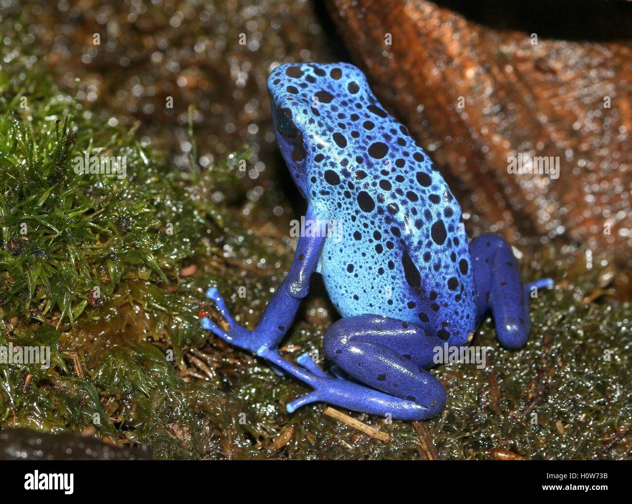 South American Blue poison dart frog / arrow frog (Dentrobates tinctorius azureus Stock Photo