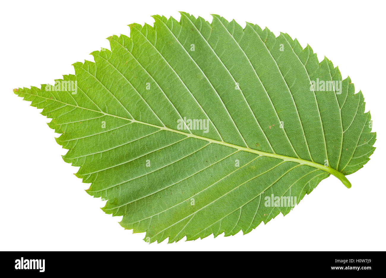 back side of fresh leaf of Elm tree (ulmus laevis, european white elm, fluttering elm, spreading elm, stately elm, russian elm) Stock Photo