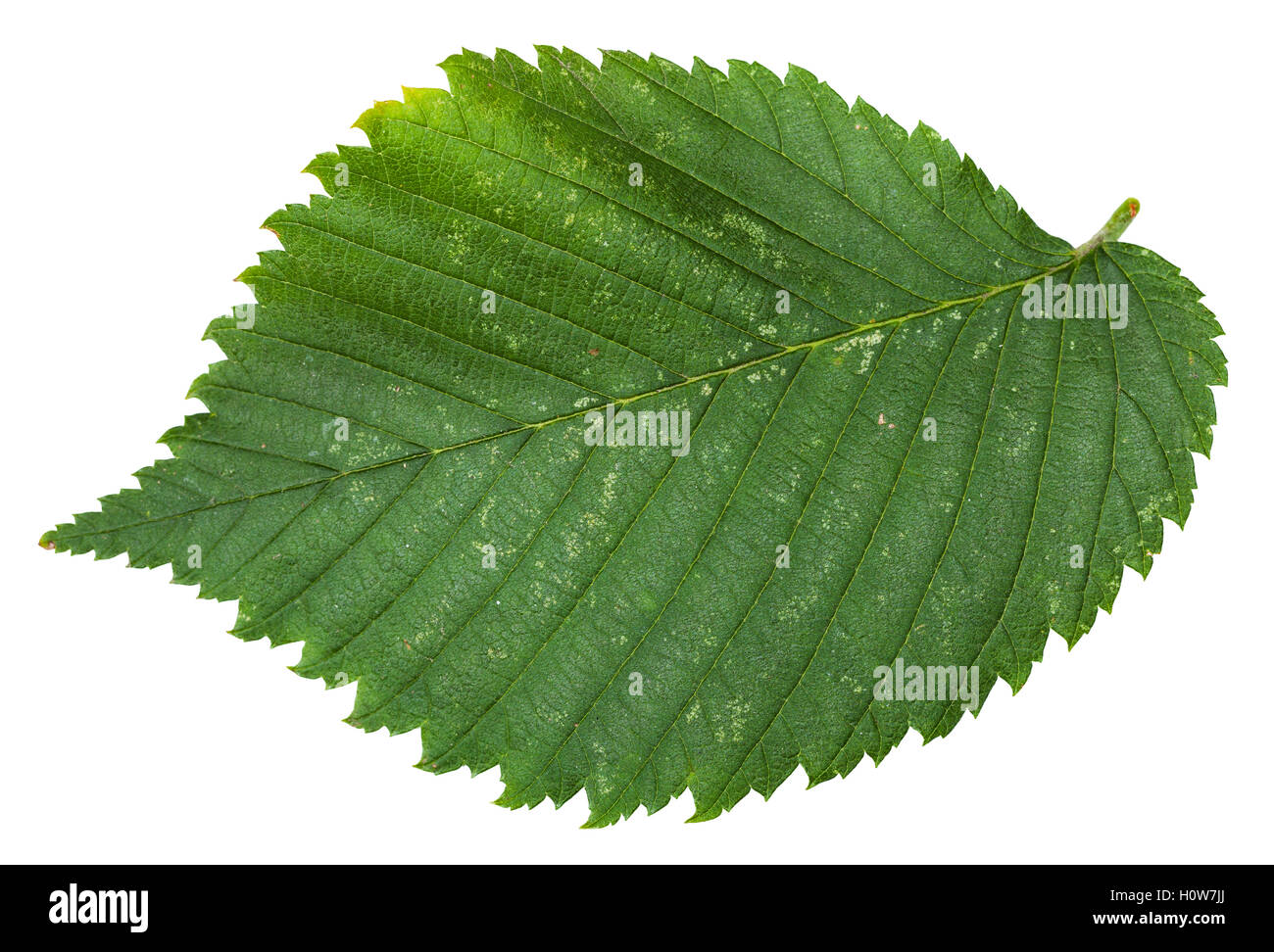 fresh leaf of Elm tree (ulmus laevis, european white elm, fluttering elm, spreading elm, stately elm, russian elm) isolated on w Stock Photo