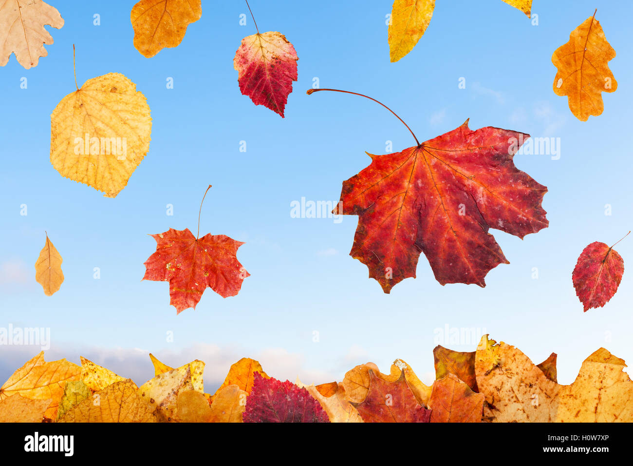 falling autumn leaves and blue sunrise sky on background Stock Photo ...