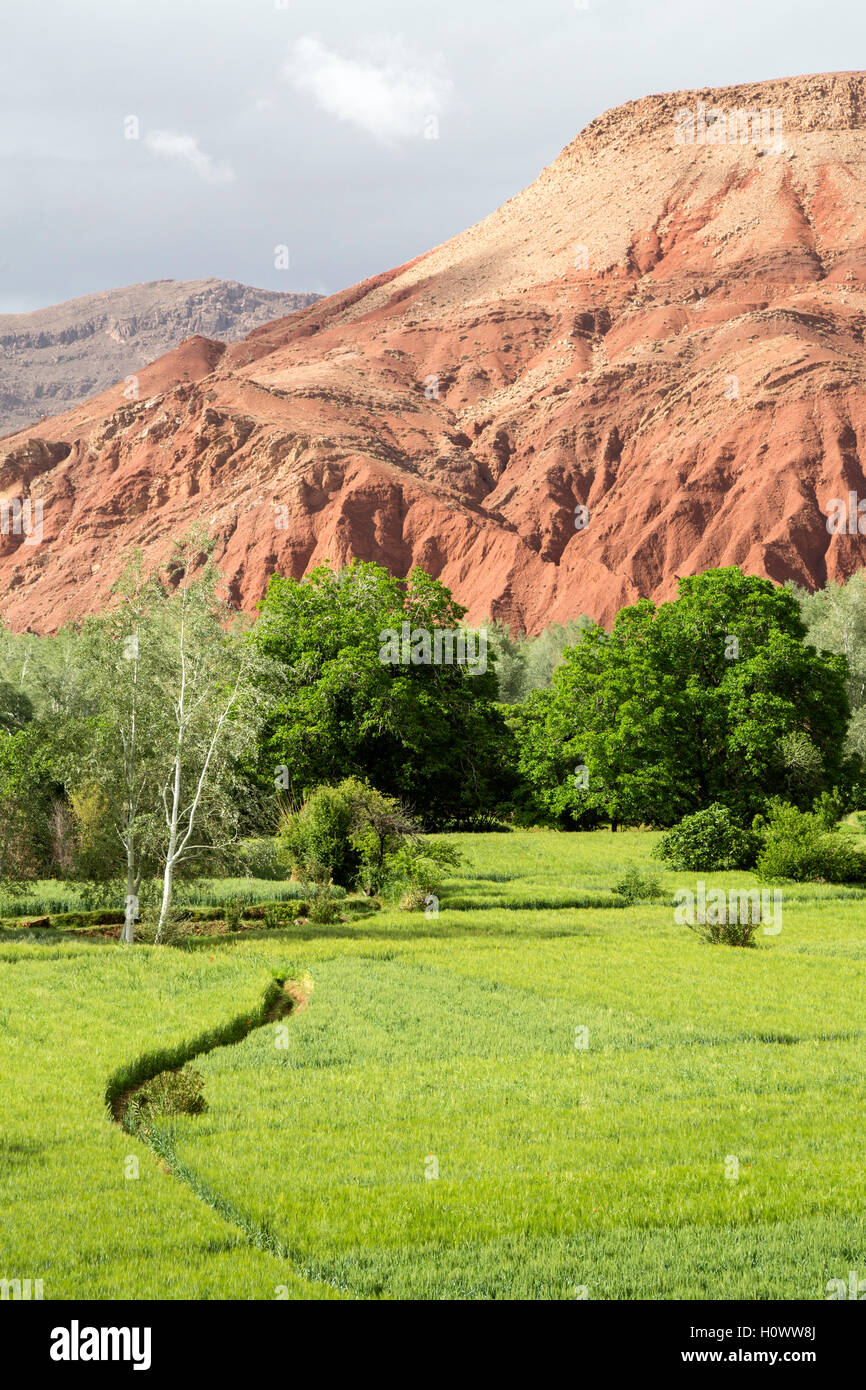 Moroccan field hi-res stock photography and images - Alamy