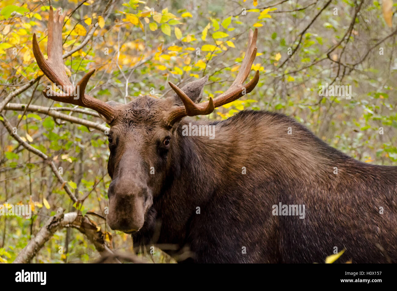 Young Moose Young moose male Stock Photo - Alamy