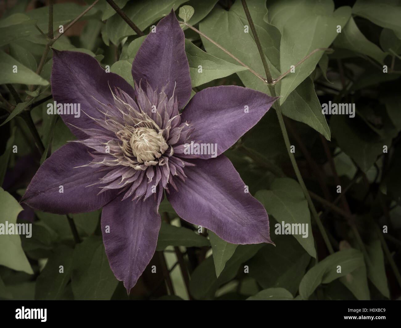 Clematis in bloom Stock Photo