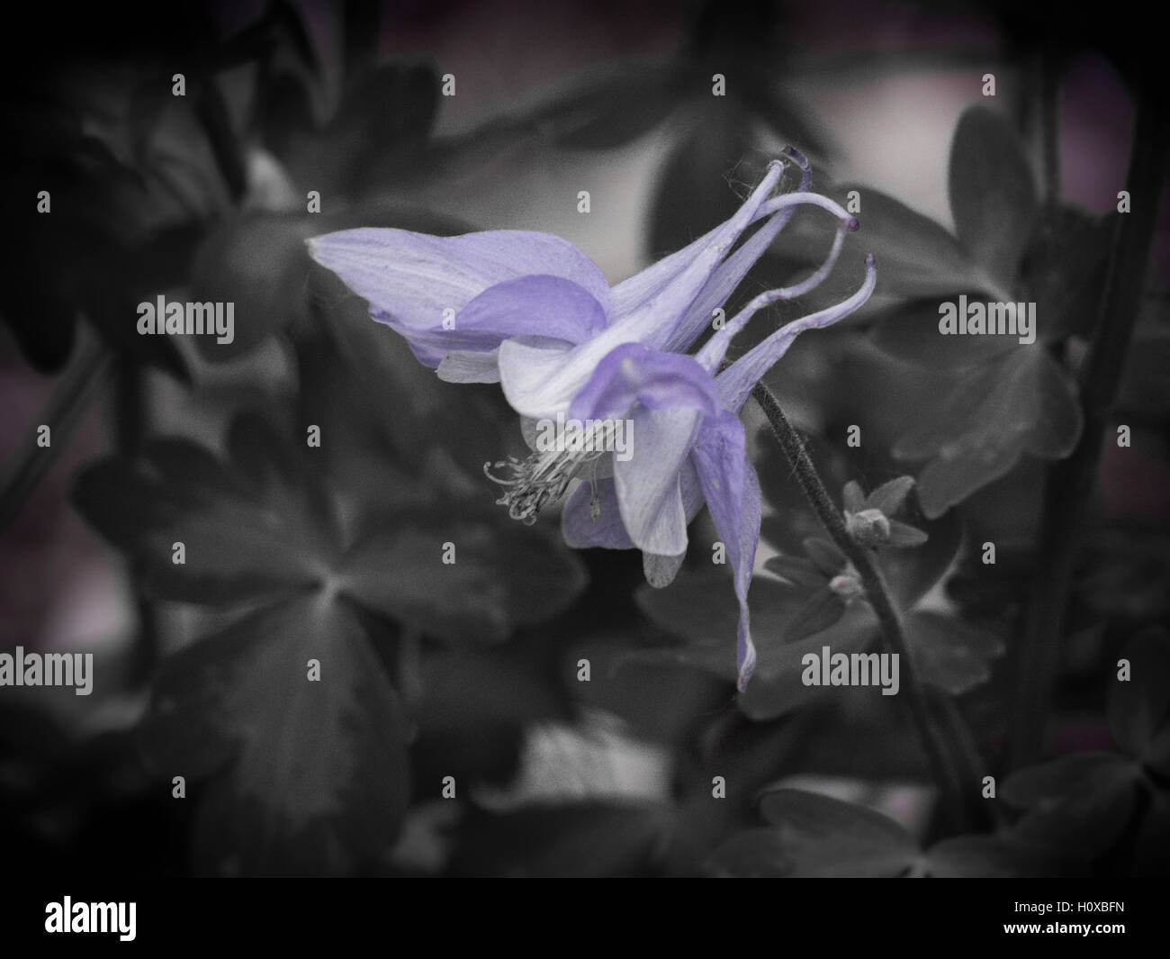 beautiful Columbine flower in bloom Stock Photo