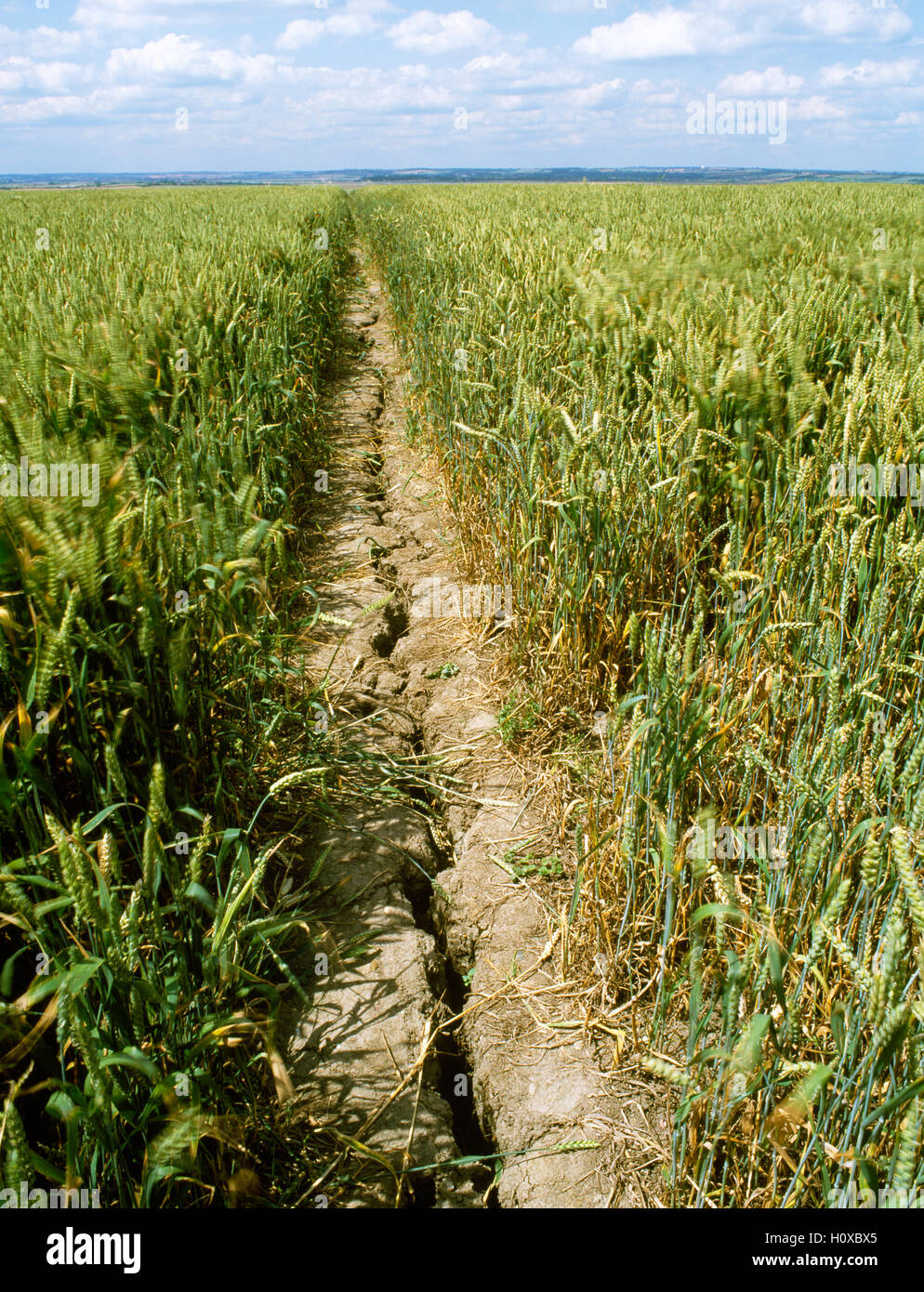 Public footpath running through a wheat field on Beacon Hill near the village of Canewdon, Essex, England, UK. Ground cracked by drought. Stock Photo