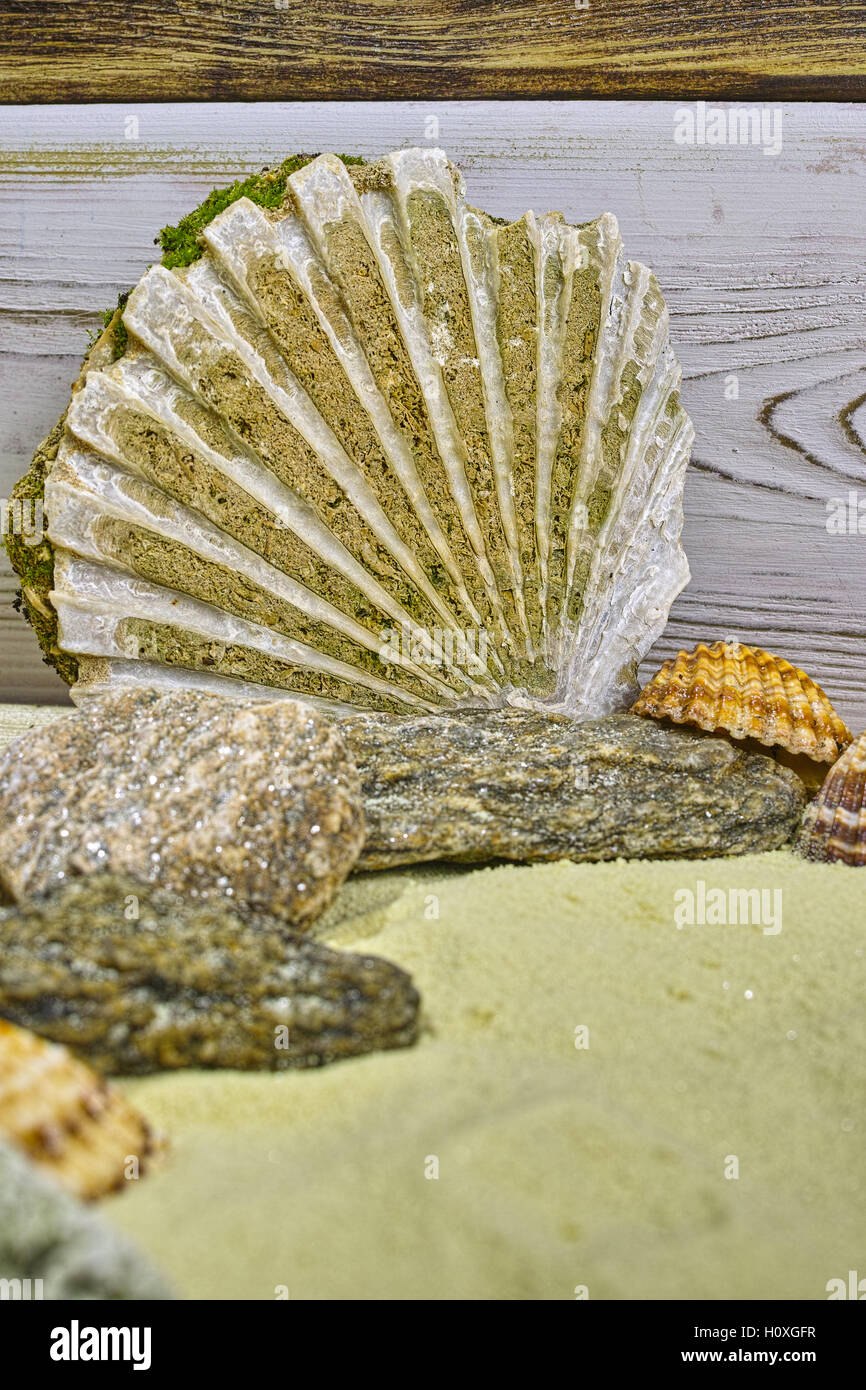 Big sea shell fossil on the yellow sand close up Stock Photo Alamy