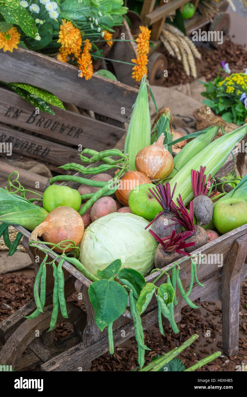 Wooden wheelbarrow full of harvested vegetables at Harrogate autumn flower show. Harrogate  North Yorkshire, England Stock Photo