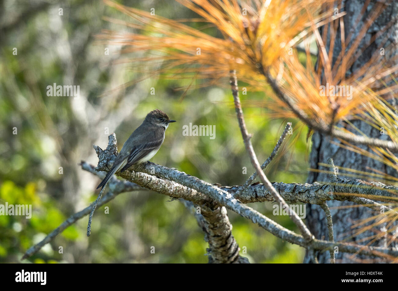 Flycatcher bird perched in pine tree Stock Photo