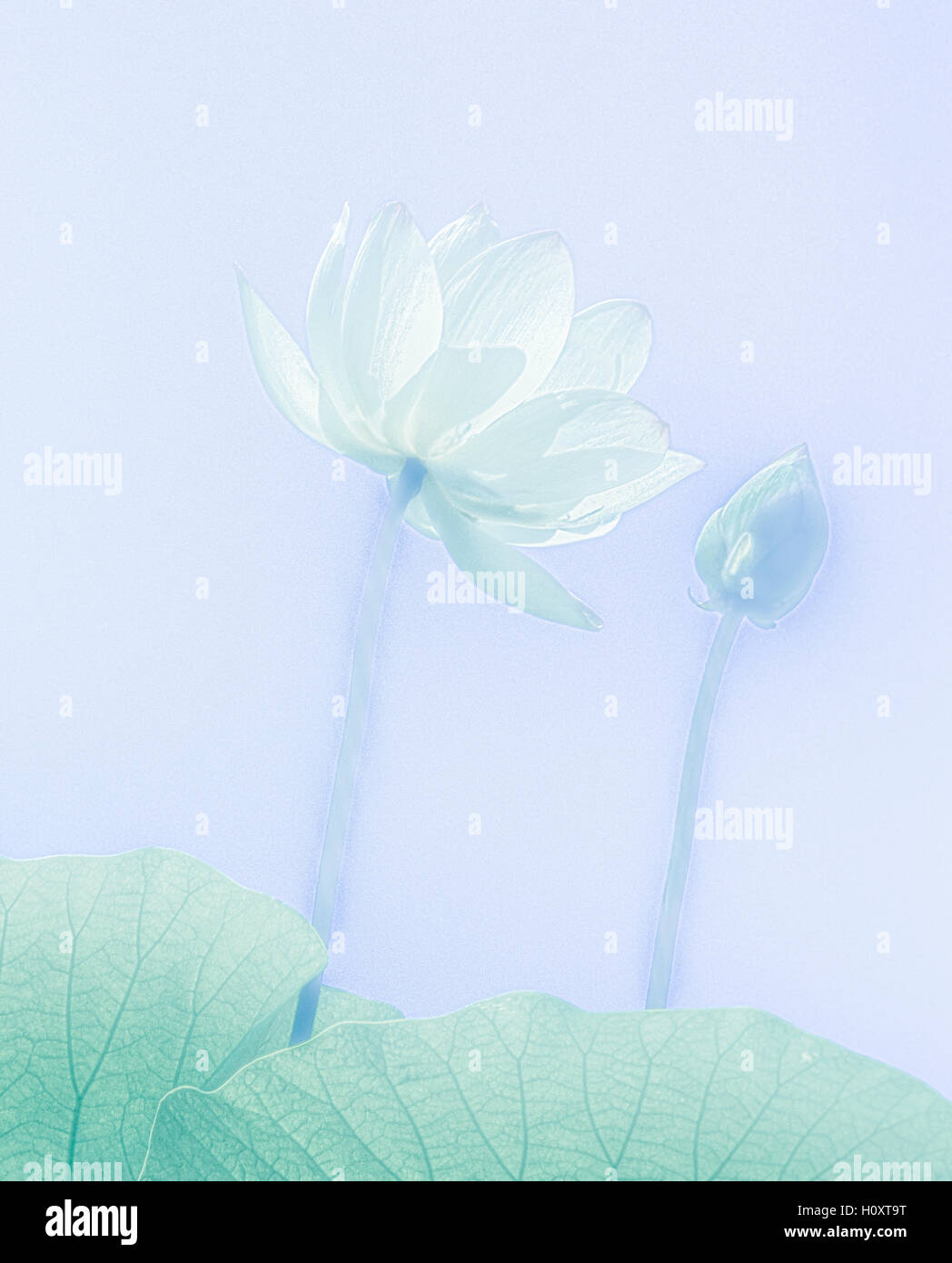 Lotus Flower Percy Jackson