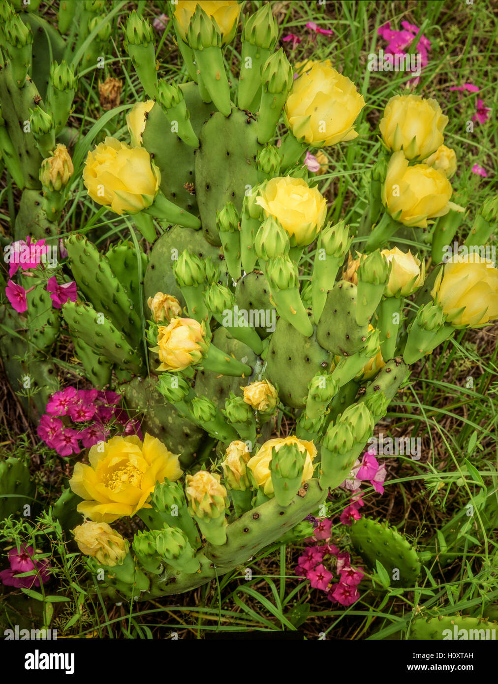 A flowering Prickly Pear Cactus Stock Photo