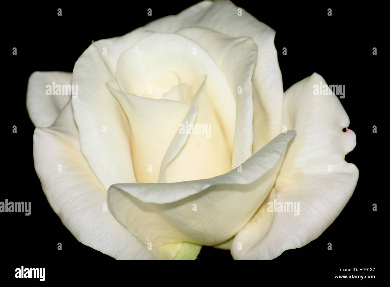 White rose isolated on white background Stock Photo - Alamy