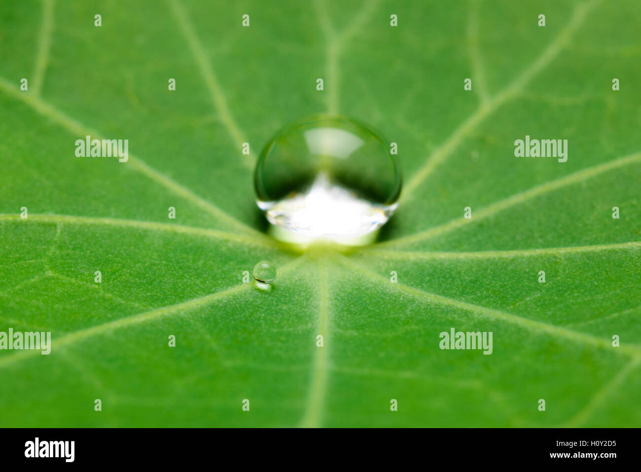 Pearling hi-res stock photography and images - Alamy