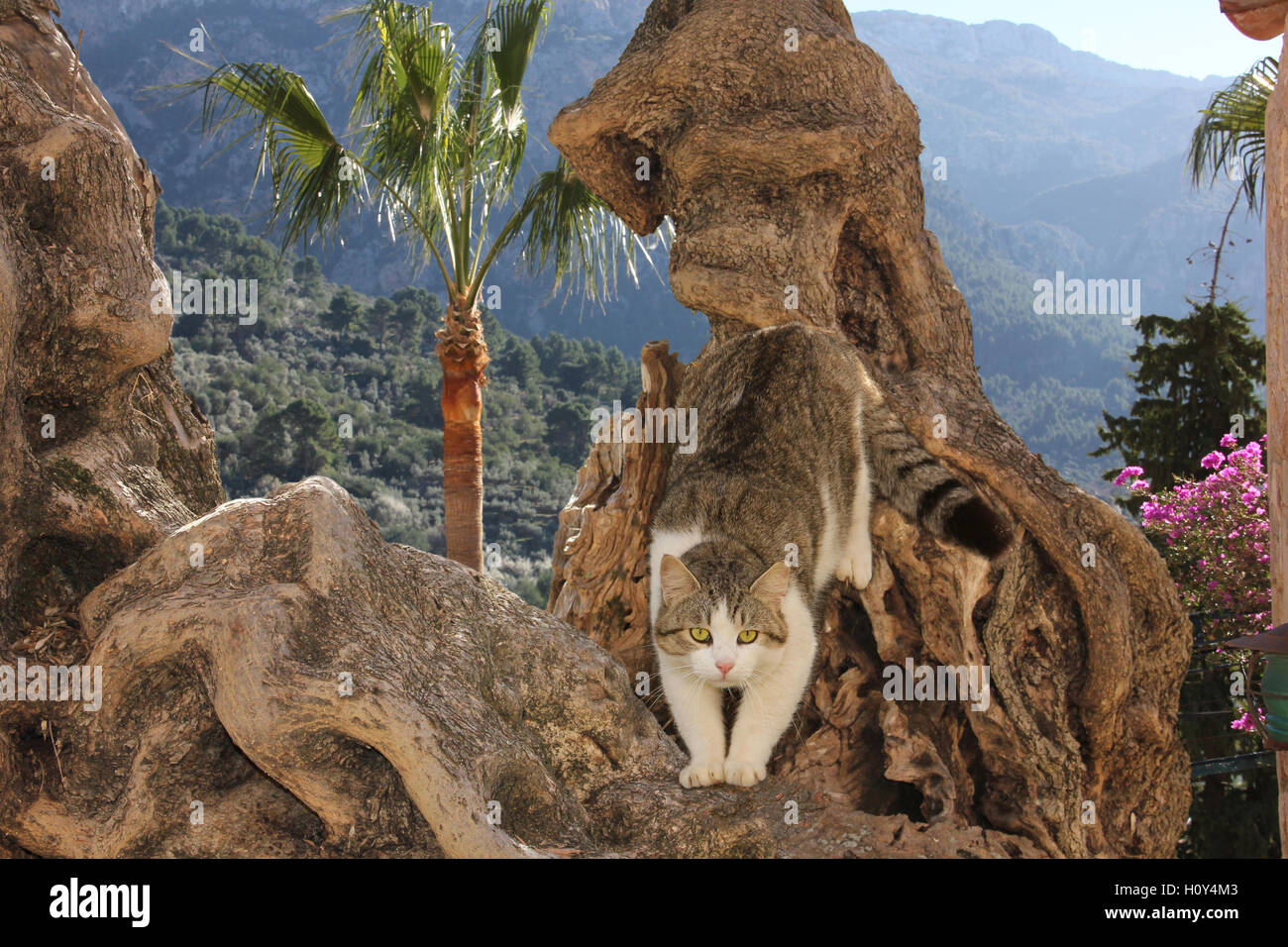 domestic cat, black tabby white, climbing upside down on a old guarled olive tree trunk, Spain, Mallorca, Tramuntana mountain Stock Photo