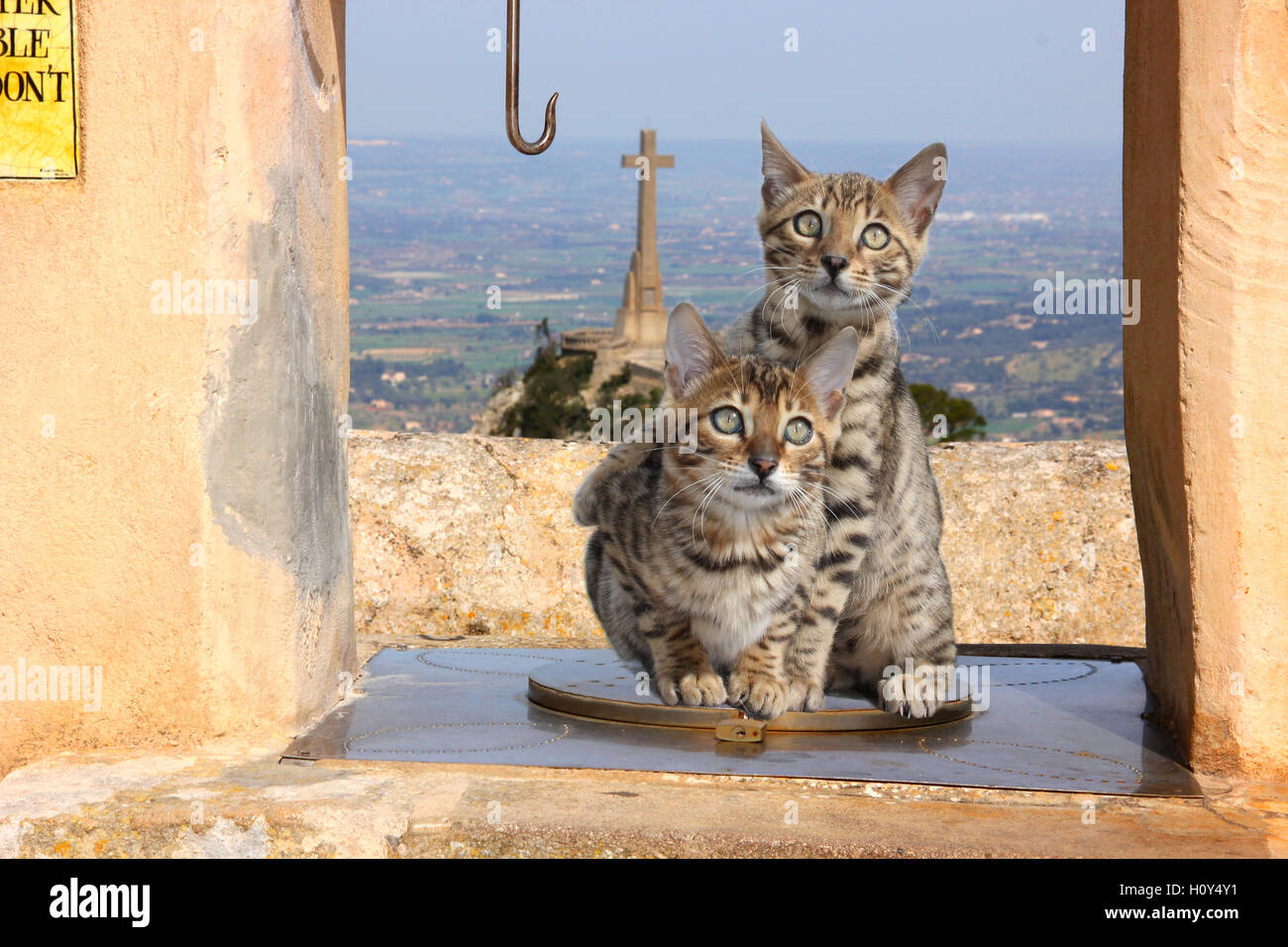 2 (two) bengal kittens sitting on a covered fountain at a monastery, on a mountain, Spain, Mallorca, Sant Salvador Stock Photo