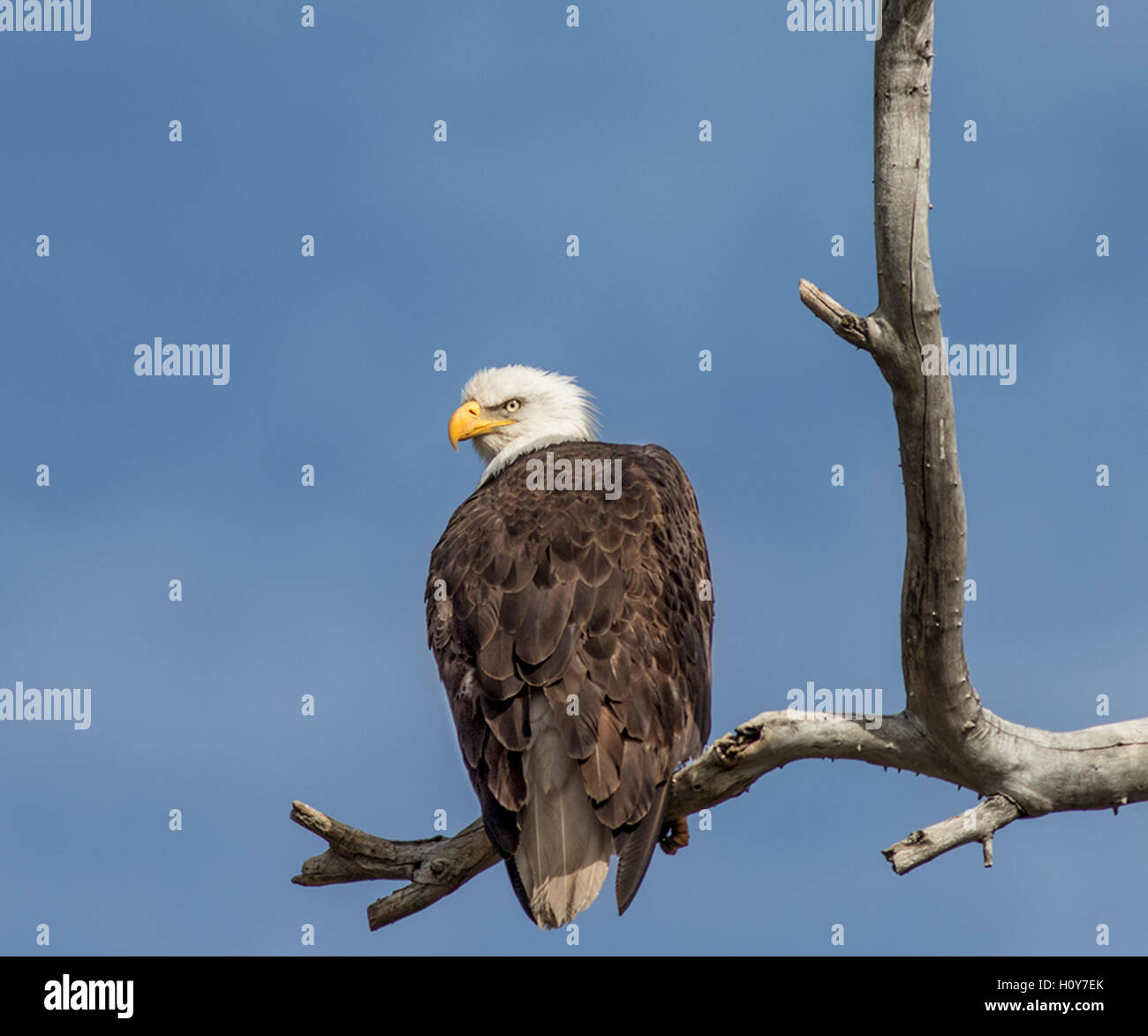 Bald Eagles perched on branch Stock Photo