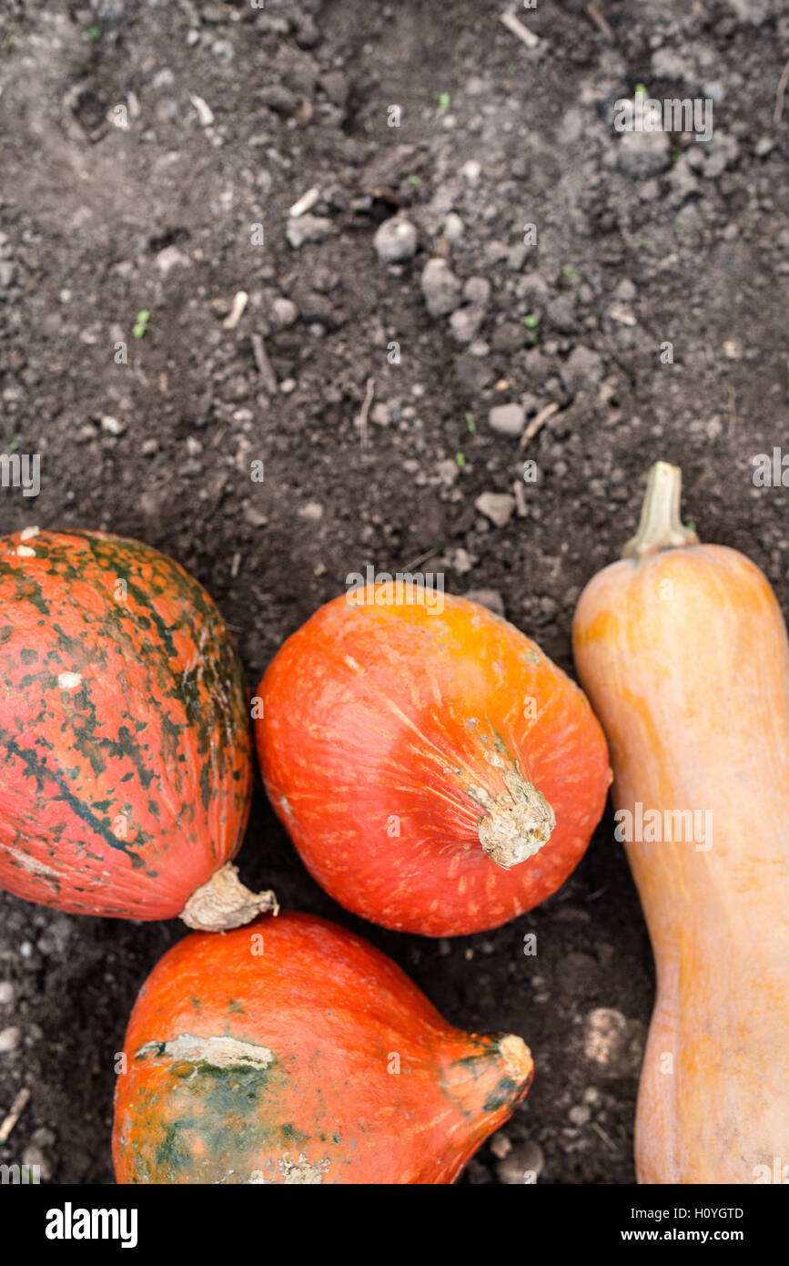 Orange pumpkins laid on the ground. Sunny autumn nature Stock Photo - Alamy