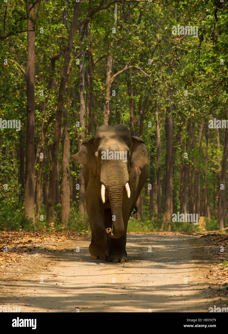 Elephant walking along the safari road - at Corbett National Park (India) Stock Photo