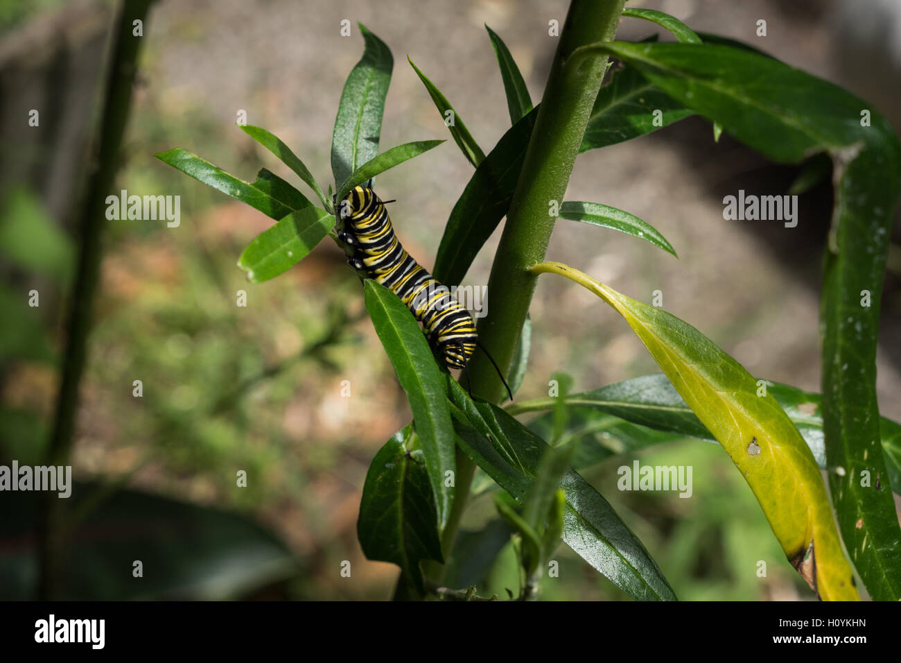Caterpillar stage of the Monarch Butterfly, Danaus plexippus feeding on ...