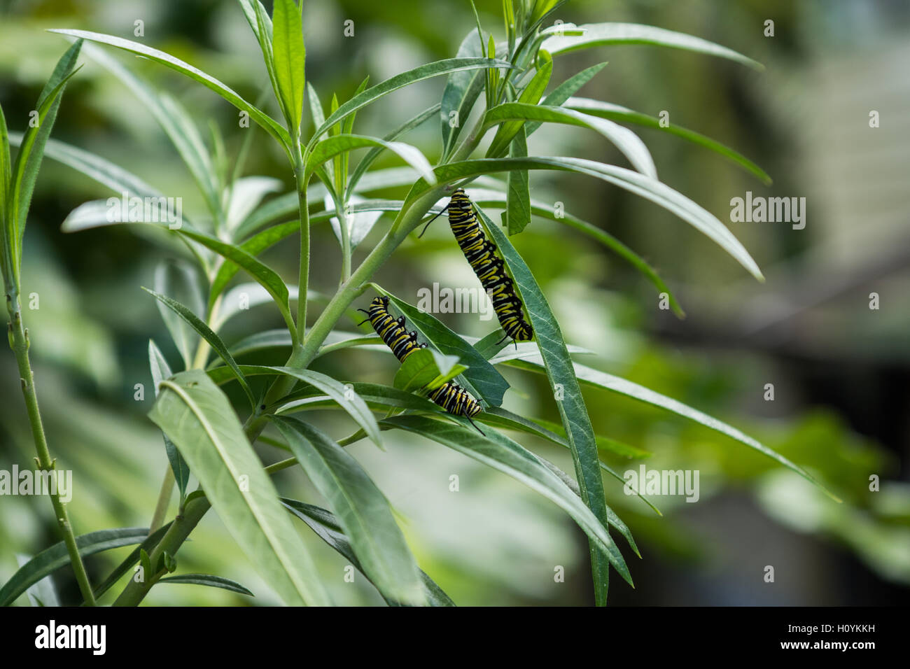 Caterpillar stage of the Monarch Butterfly, Danaus plexippus feeding on ...