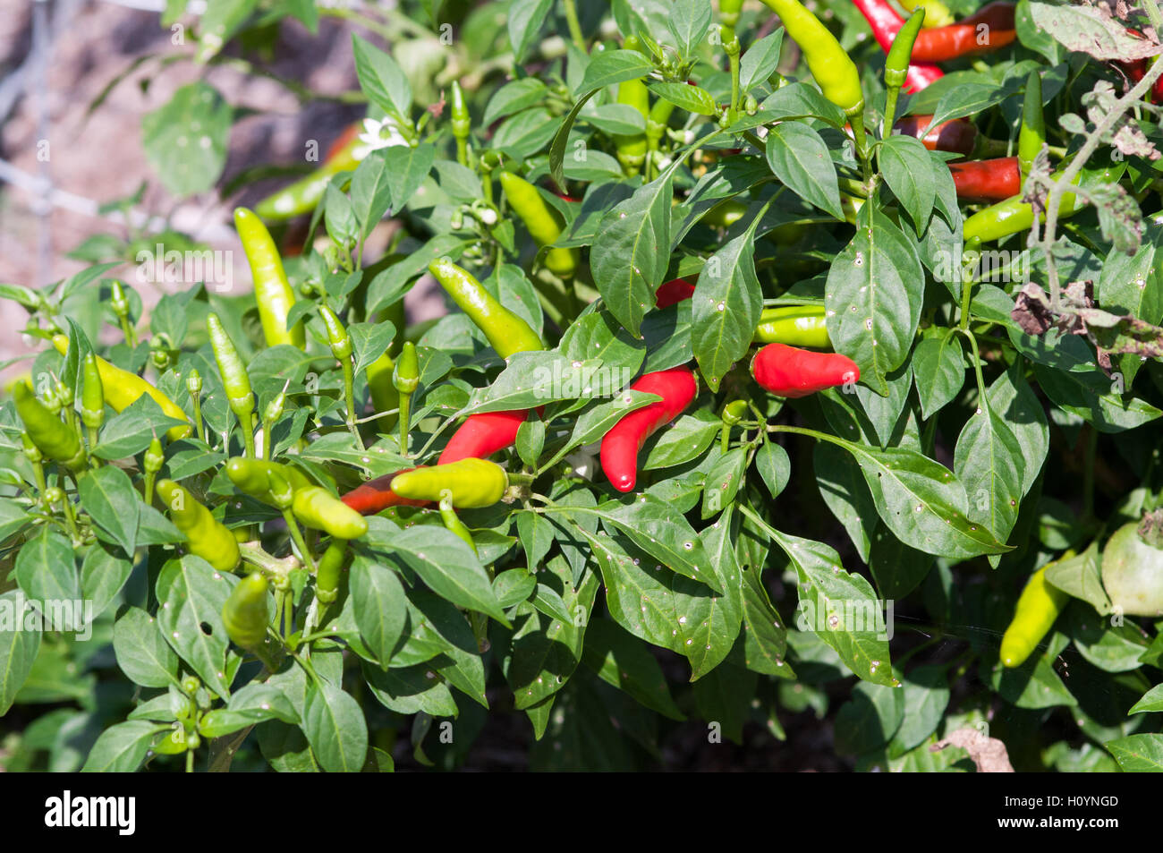 Chili peppers getting ripe in a garden Stock Photo Alamy