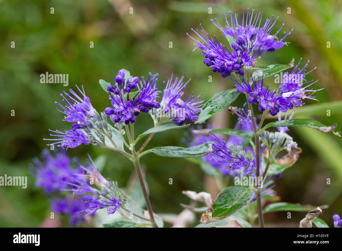 Blue Autumn flowers of the shrubby perennial, Caryopteris clandonensis 'Dark Knight' Stock Photo