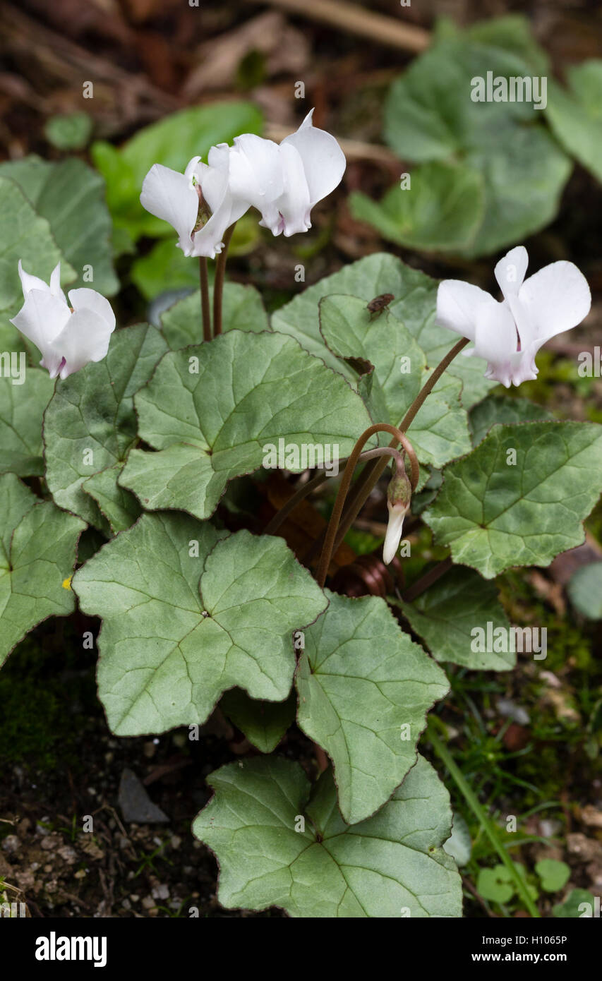 White flowers and silvery foliage of the selected form of sowbread, Cyclamen hederifolium 'White Cloud' Stock Photo