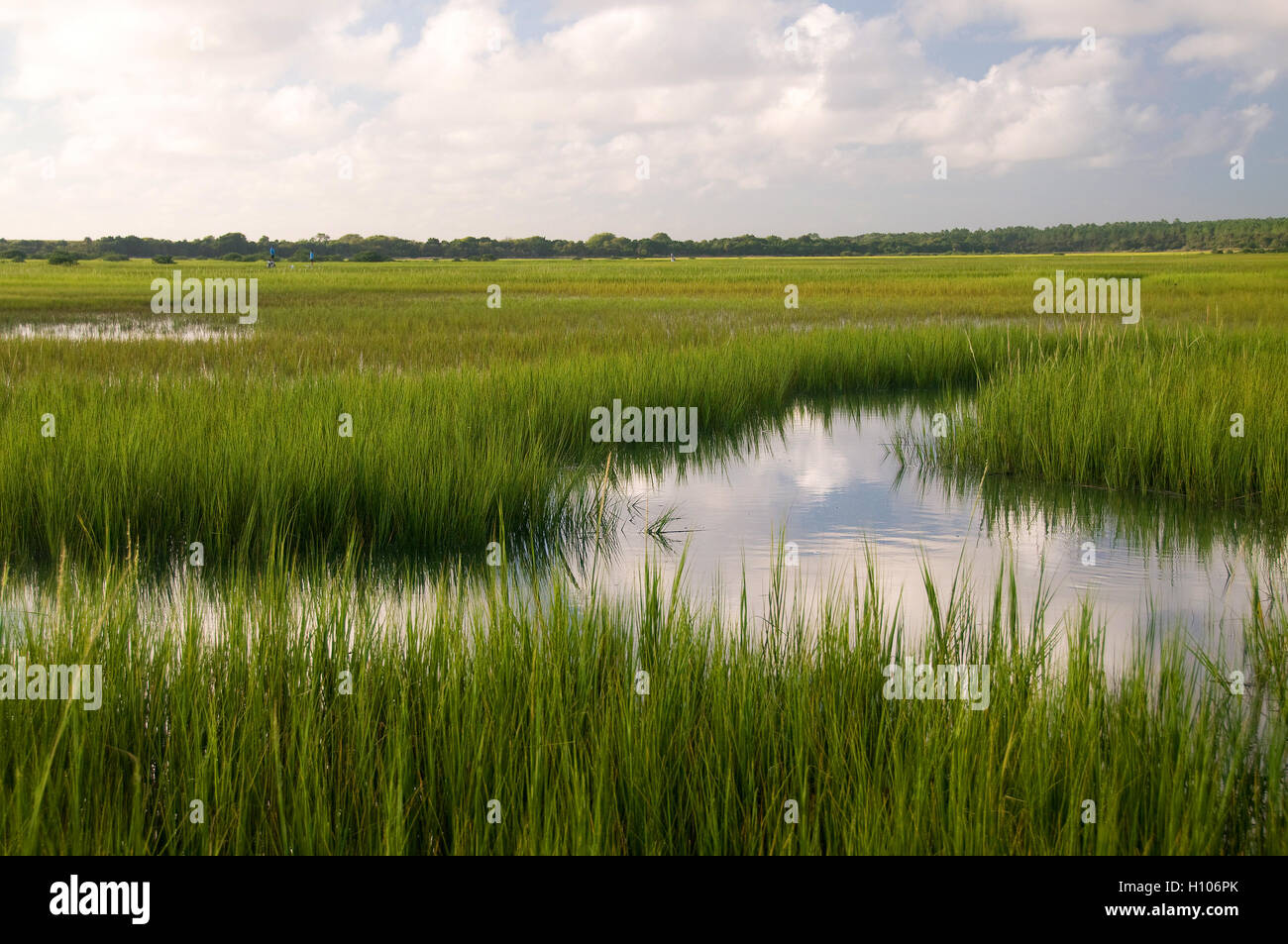 Aquatic vegetation on the inshore flats off Florida's pristine Intercoastal waterway is often home to redfish and seatrout. Stock Photo
