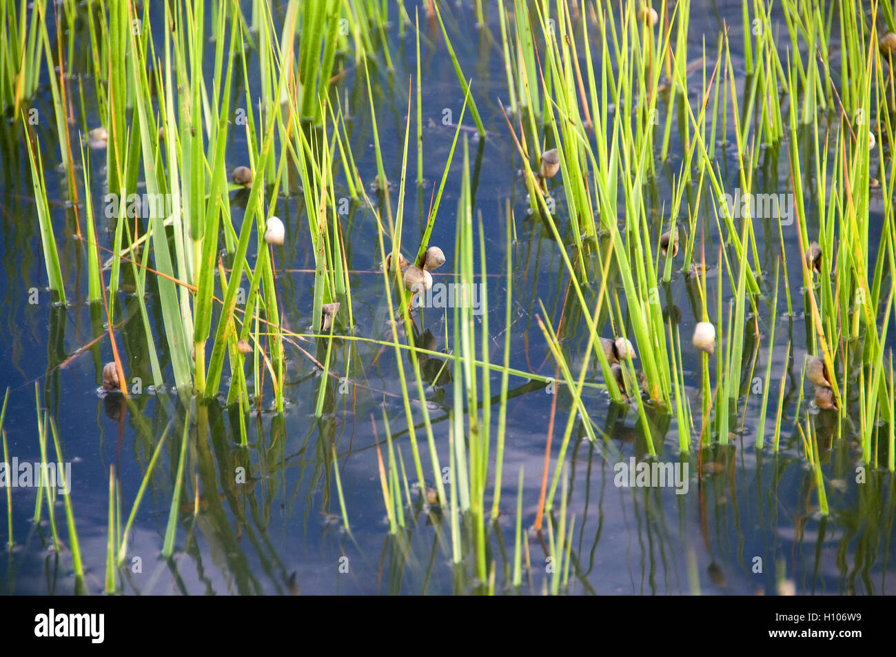 Aquatic vegetation stalks on the inshore flats off Florida's pristine Intercoastal waterway is often covered with snails. Stock Photo