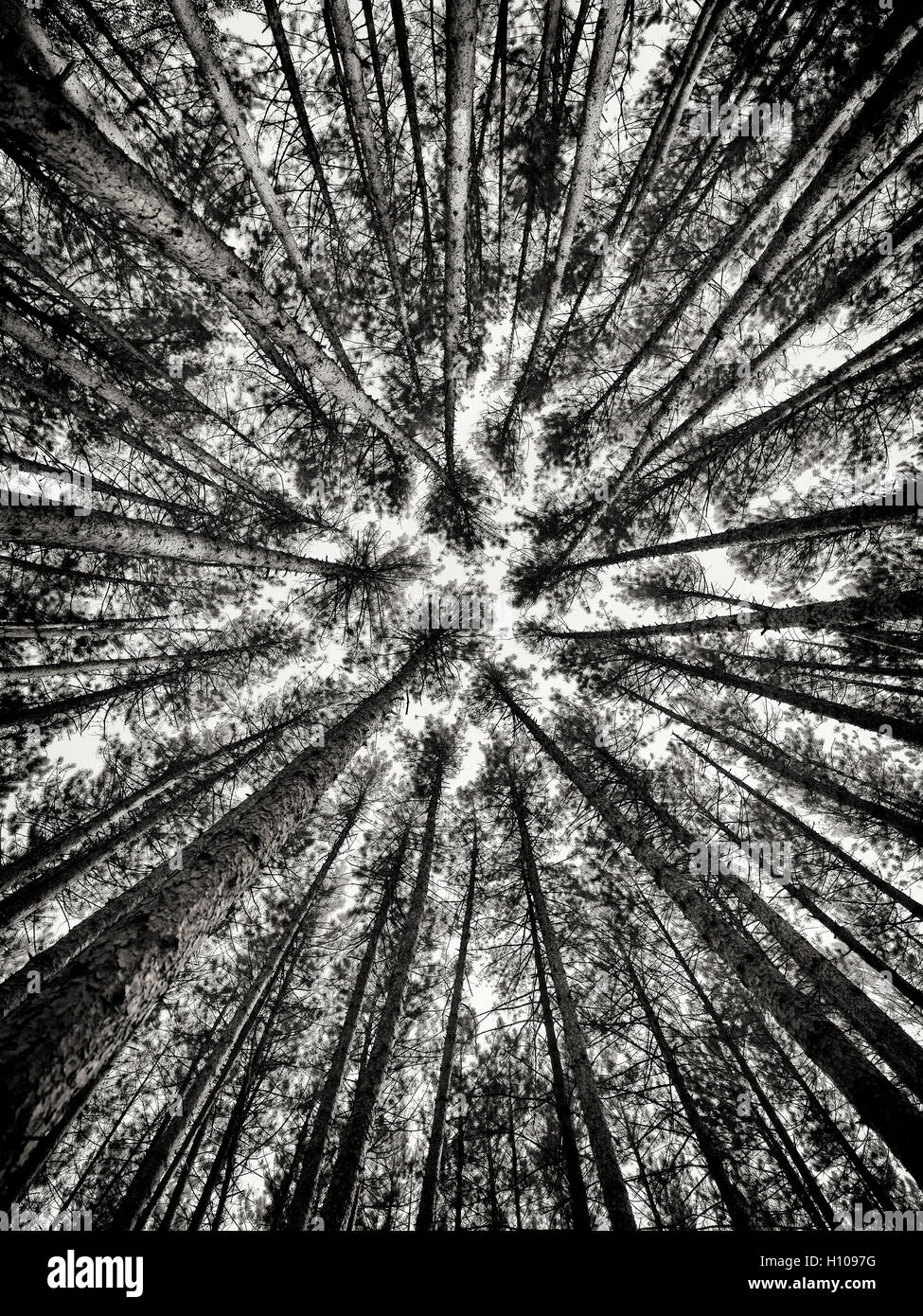 Artistic abstract image of tall pine forest tree tops over blue sky, Muskoka, Ontario, Canada, black and white Stock Photo