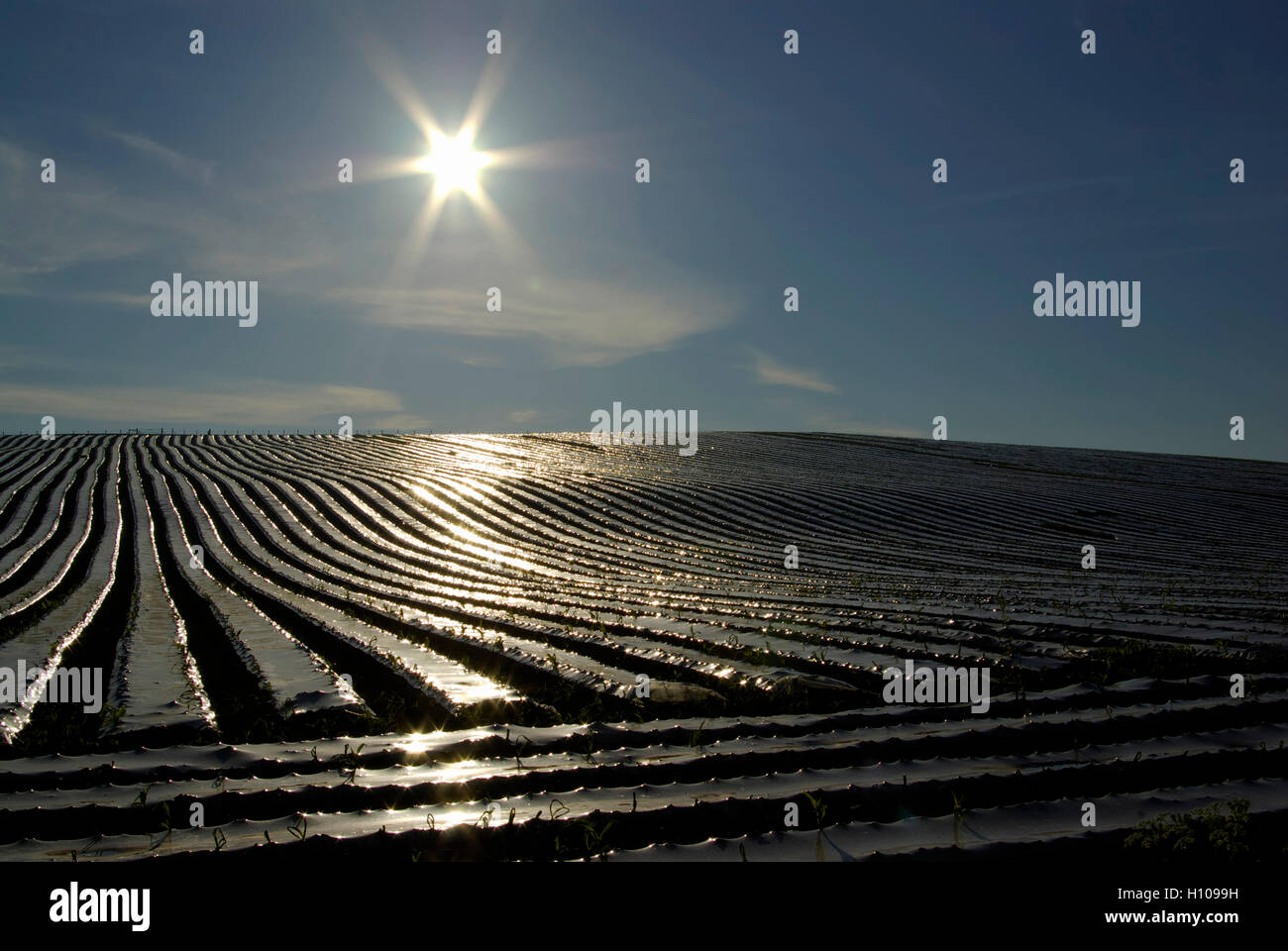 Plastic sheet covering crops in field Stock Photo Alamy