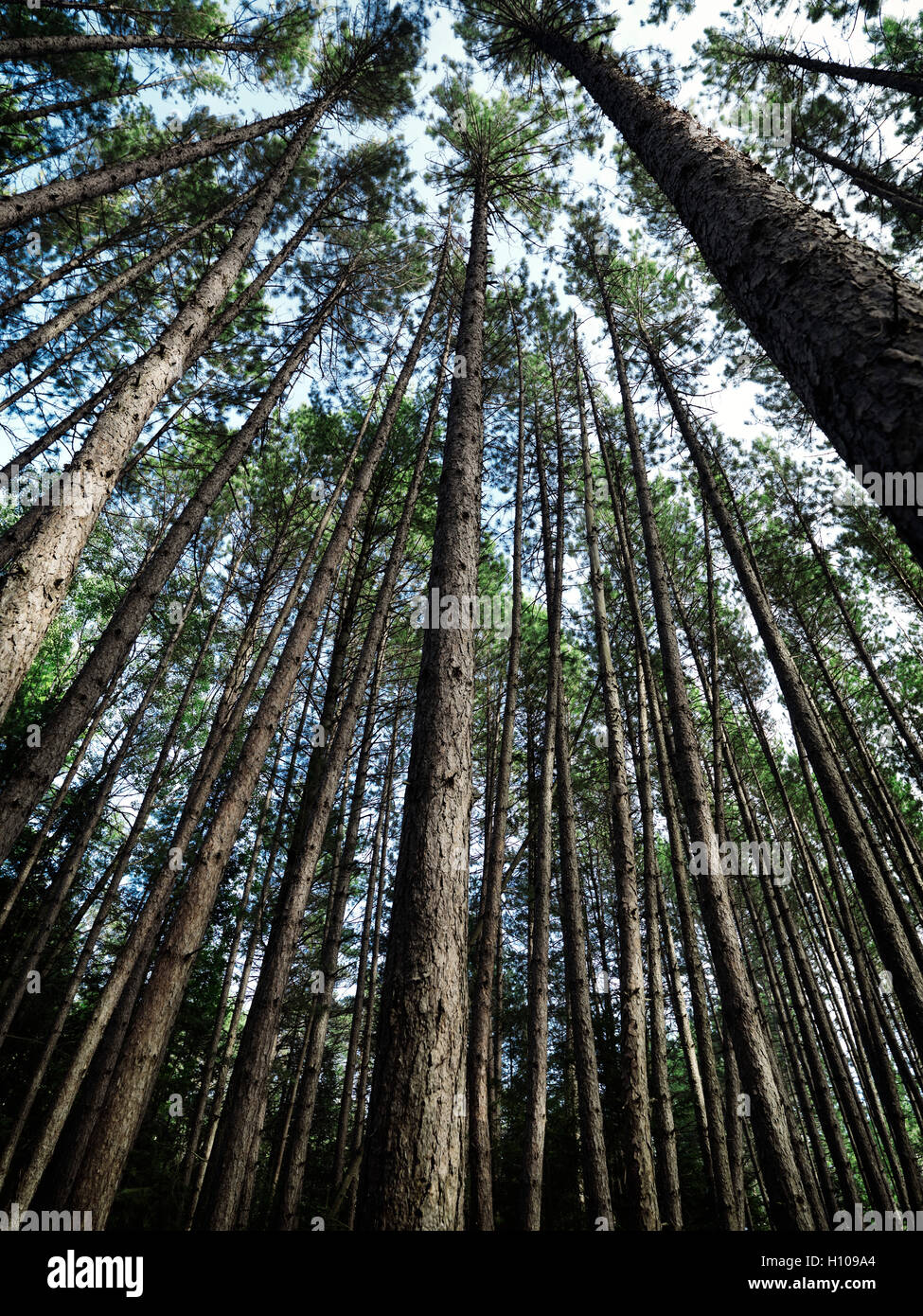 Artistic abstract image of tall pine tree forest, Muskoka, Ontario