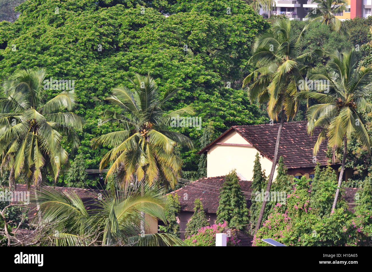 Traditional tile roof house surrounded by greenery of trees and coconut palms at Mangalore, Karnataka, India Stock Photo