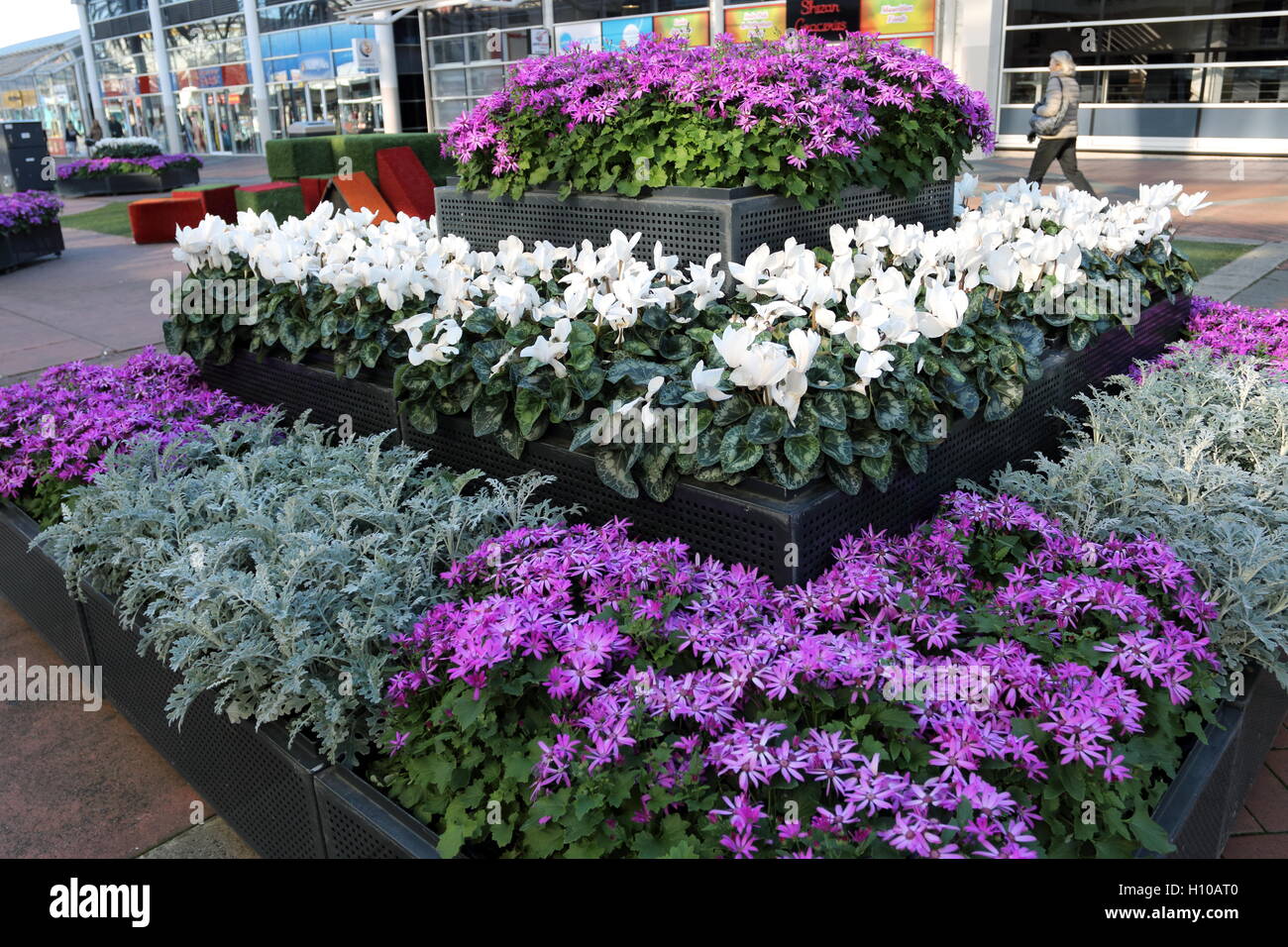 Purple Daisies and White cyclamen on display Stock Photo
