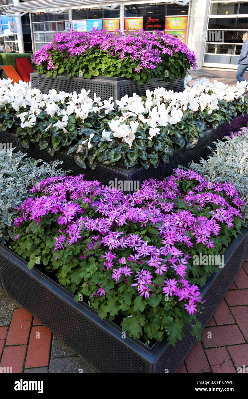 White cyclamen and Purple Daisies on display Stock Photo