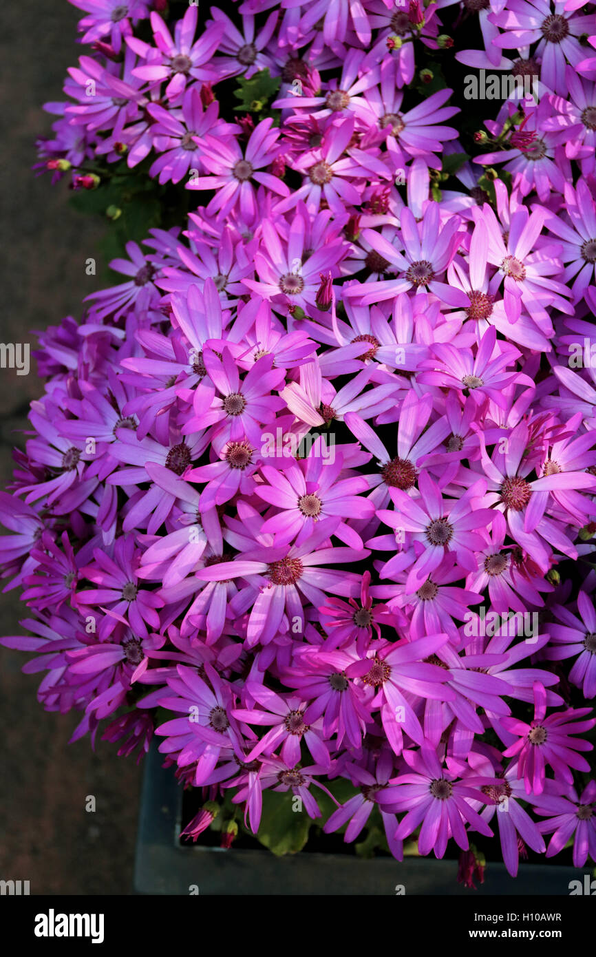 Potted daisies hires stock photography and images Alamy