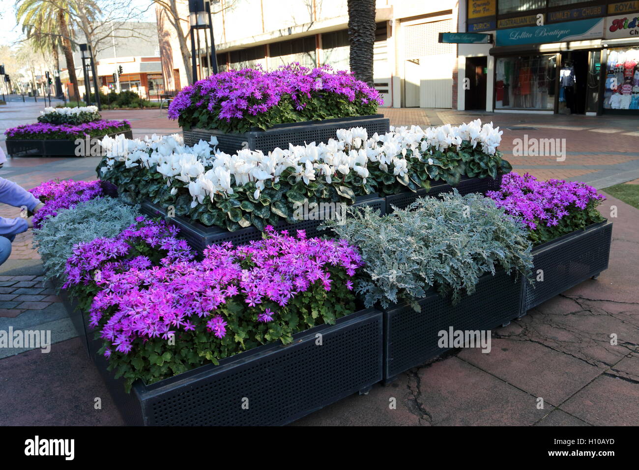 Purple Daisies and White cyclamen on display Stock Photo