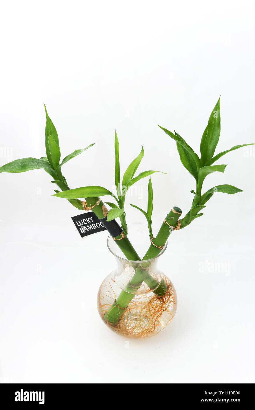 Lucky bamboo or known as Dracaena braunii, Dracaena sanderiana growing in water with roots Stock Photo