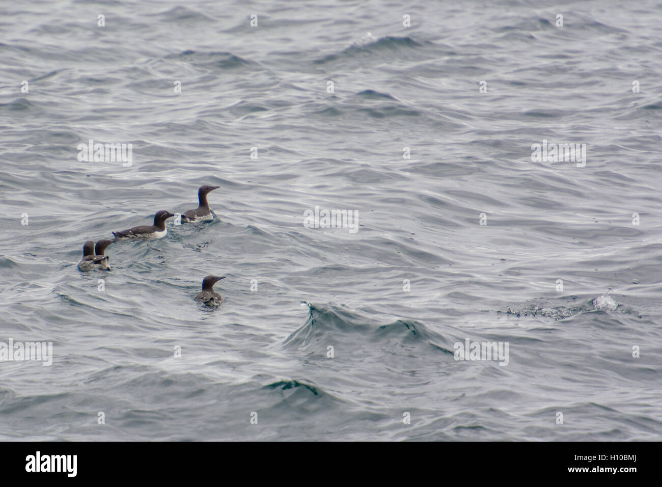 Guillemot birds on sea cliffs of the Faroe Islands, Uria aalge Stock Photo