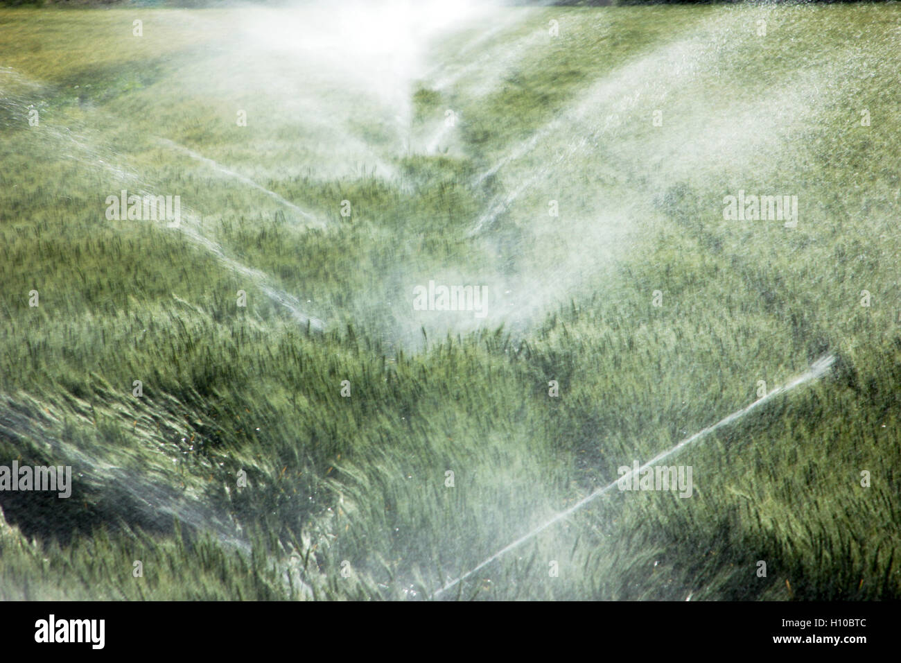 wheat field irrigation Stock Photo Alamy