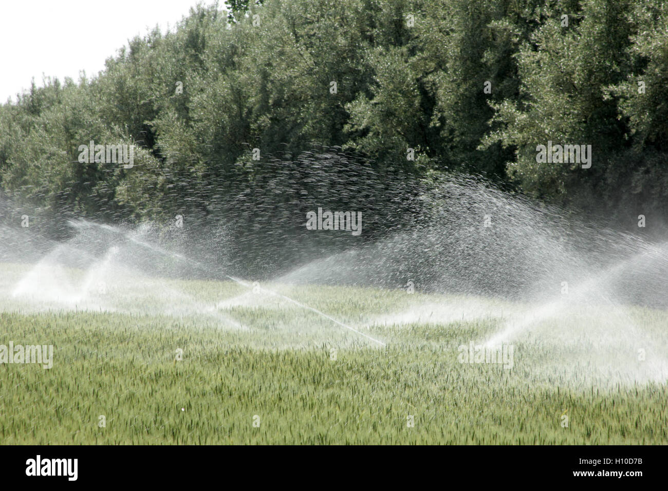wheat field irrigation Stock Photo Alamy