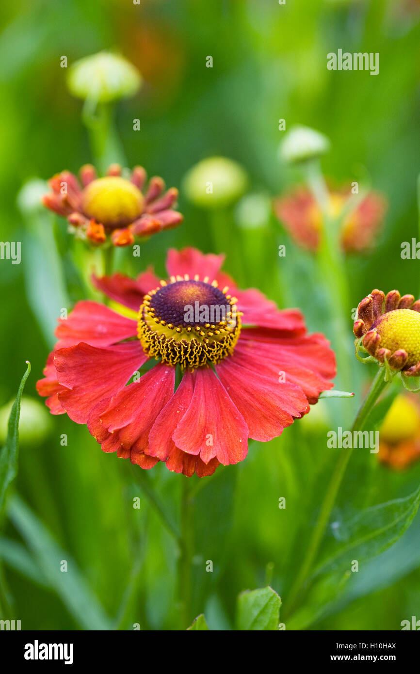 Helenium 'Moerheim Beauty'. Sneezeweed flower growing in an herbaceous border. Stock Photo