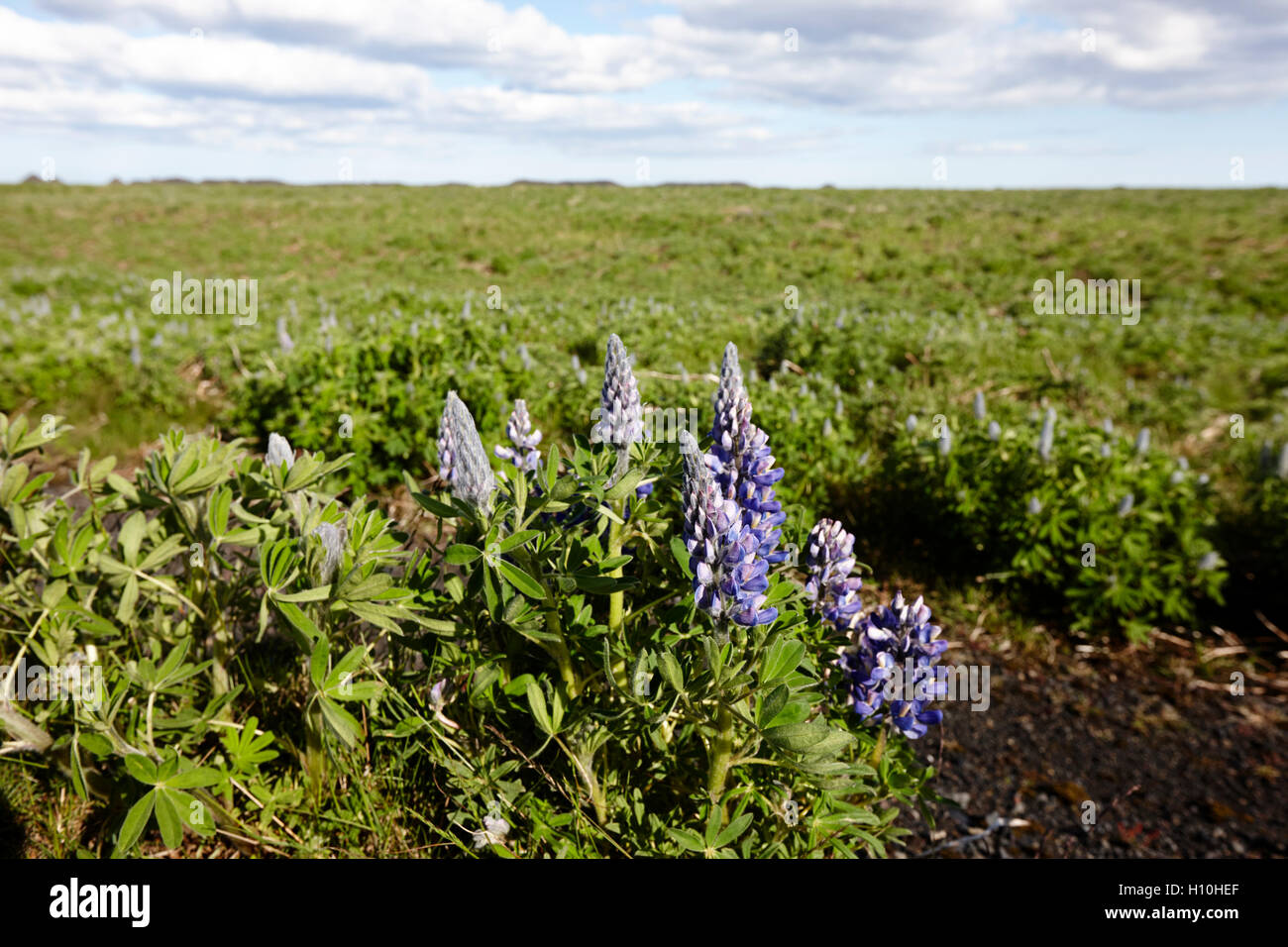 wild lupins originally planted to avoid soil erosion now rampant in the landscape Iceland Stock Photo