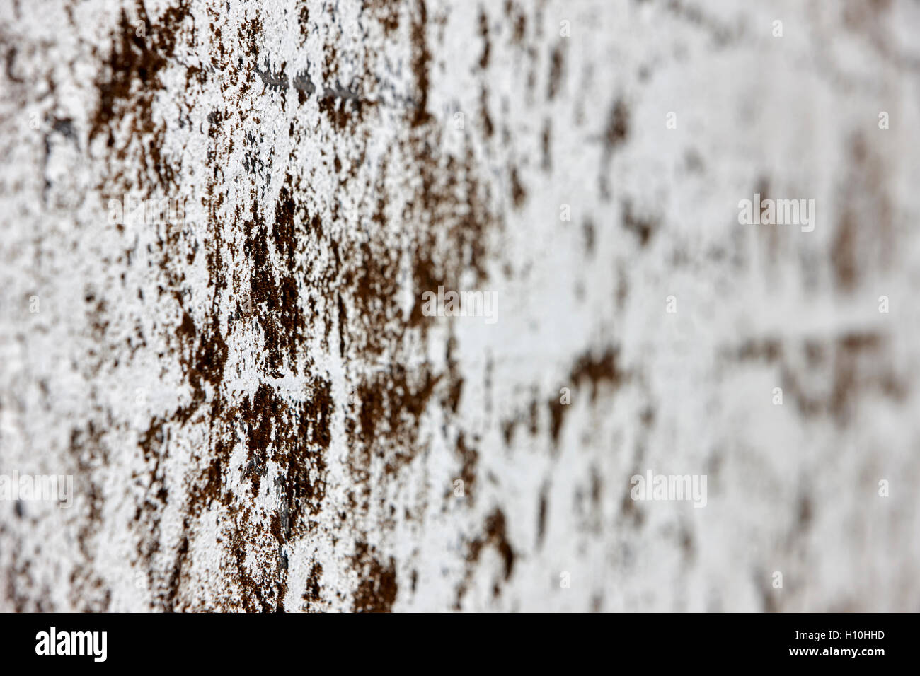 lichen and weathered paint on the wall of an outbuilding in Iceland Stock Photo