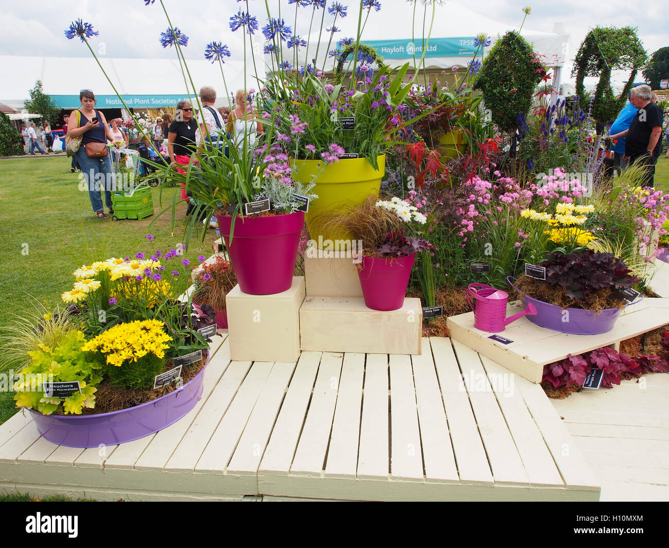 Display of various flowers growing in pink pots, with visitors in the background. Tatton Park Flower Show 2016 in Cheshire, UK. Stock Photo