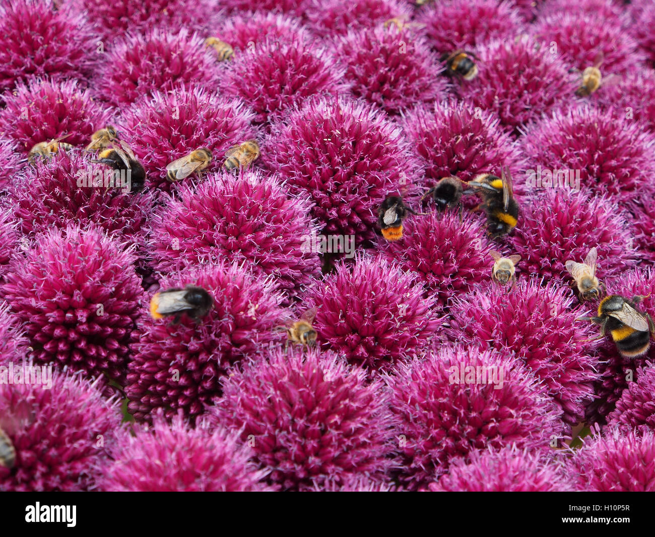 Close up shot of allium globemaster, with purple ball flowers, taken at Tatton Park RHS flower show, Cheshire. They were covered with bees foraging. Stock Photo