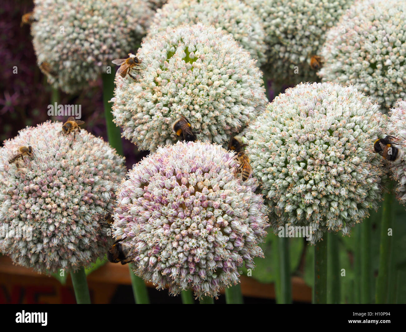 Close up shot of these allium ampeloprasum, with white ball flowers, taken at Tatton Park RHS flower show.  They were covered with bees foraging. Stock Photo