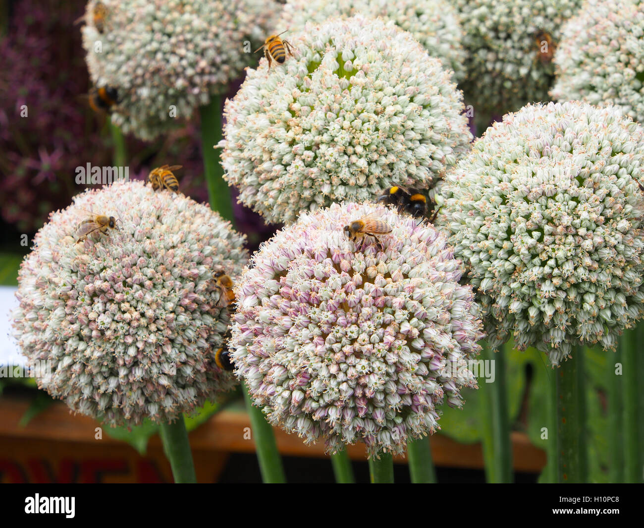 Close up shot of these allium ampeloprasum, with white ball flowers, taken at Tatton Park RHS flower show.  They were covered with bees foraging. Stock Photo
