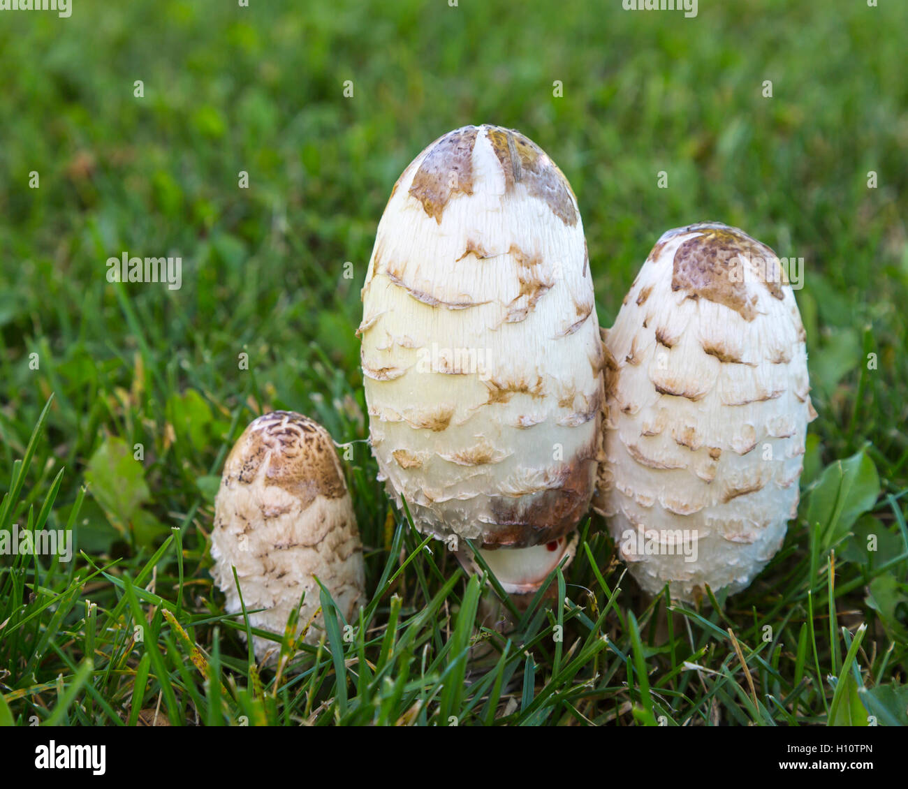 Closeup of the Shaggy Mane lawn mushroom in Bethel Heritage Park, Winkler, Manitoba, Canada. Stock Photo